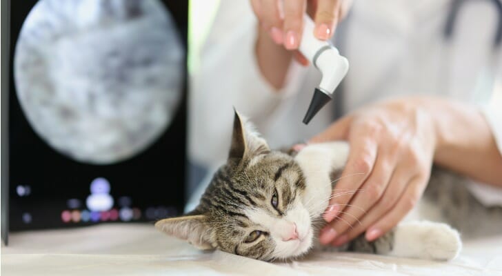 Do You Really Need Pet Insurance?