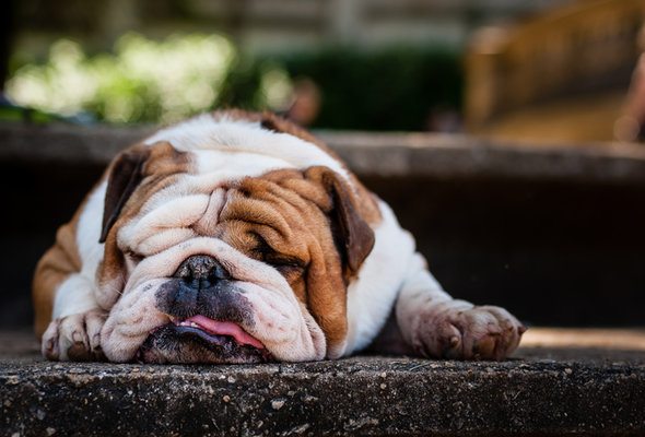 A dog naps on the front step of a house.