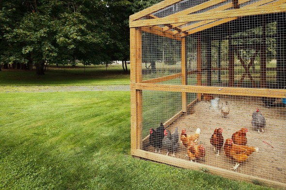 The Economics of Raising Chickens