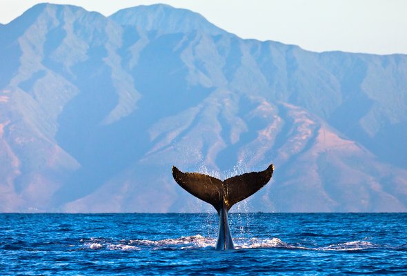 15 Things to Know About Moving to Hawaii