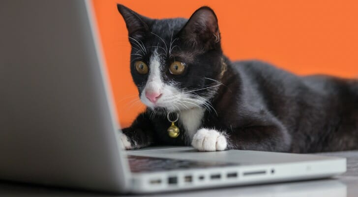 SmartAsset: What Is a Dead Cat Bounce?