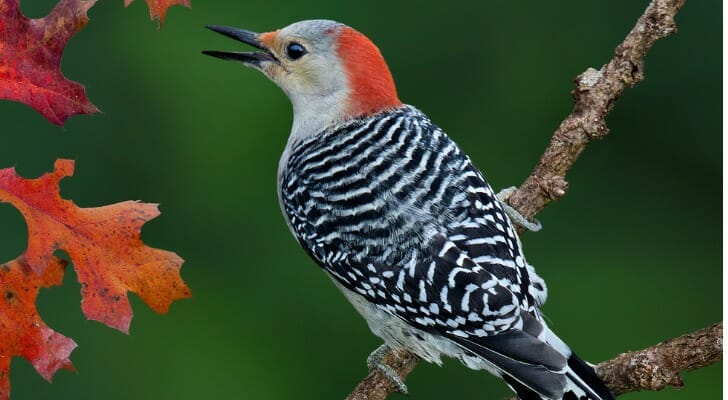 Michigan Inheritance Laws