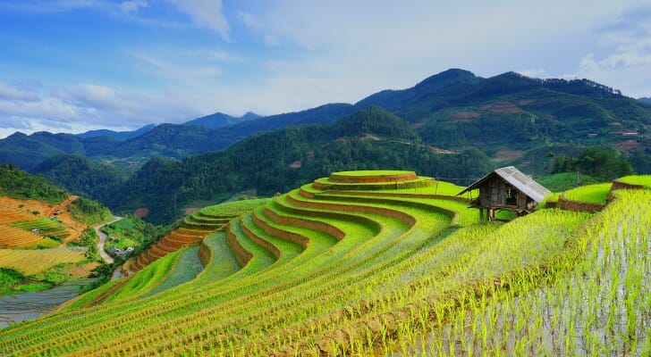 Rice fields in Cambodia.