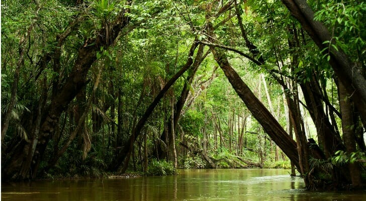An image of the Brazilian rainforest.