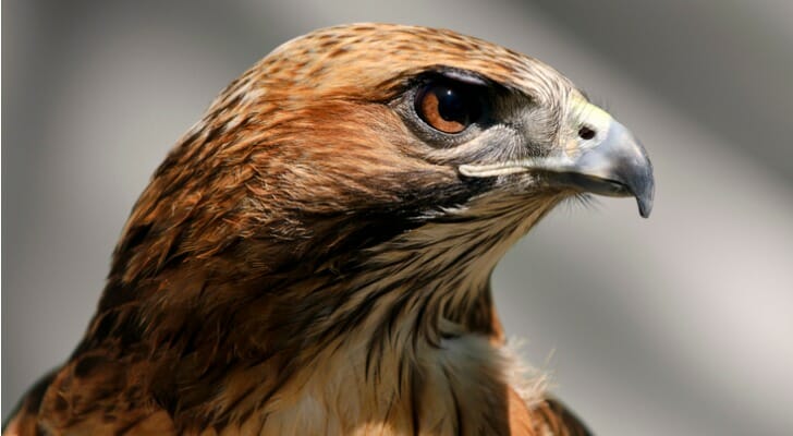 Red-tailed hawk