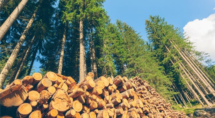 Timber Investments: Real Asset Investment Guide
