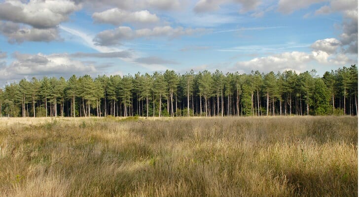 Timber Investments: Real Asset Investment Guide