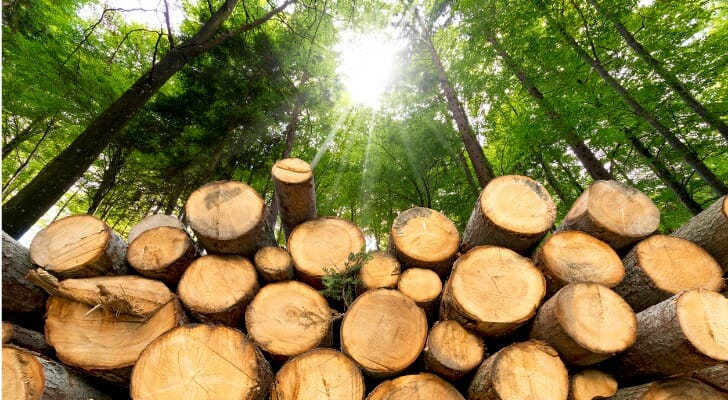 Timber Investments: Real Asset Investment Guide