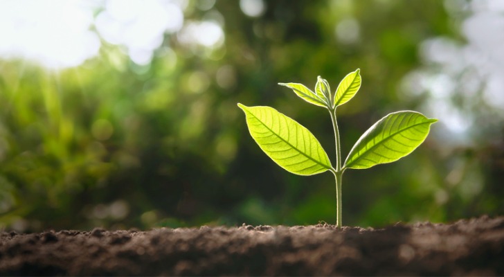 A small tree that was recently planted begins to grow. Long-term investing is like planting a tree that will take years, if not decades, to mature.