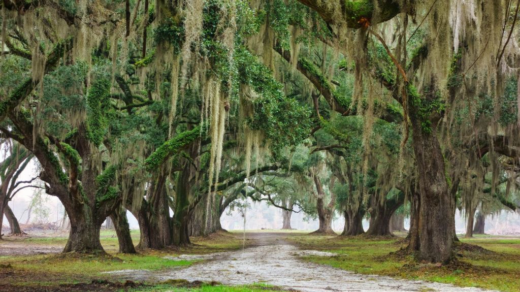 Live oak trees with Spanish moss are a staple of South Carolina.