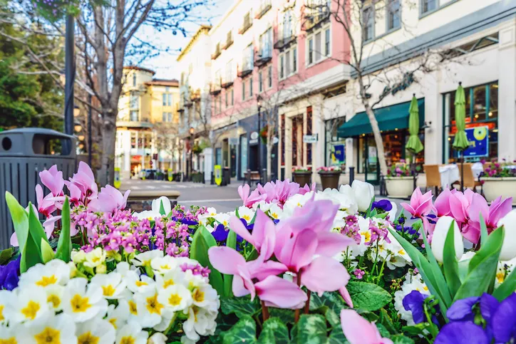 Scenery of the flower bed in the street; San Jose, California